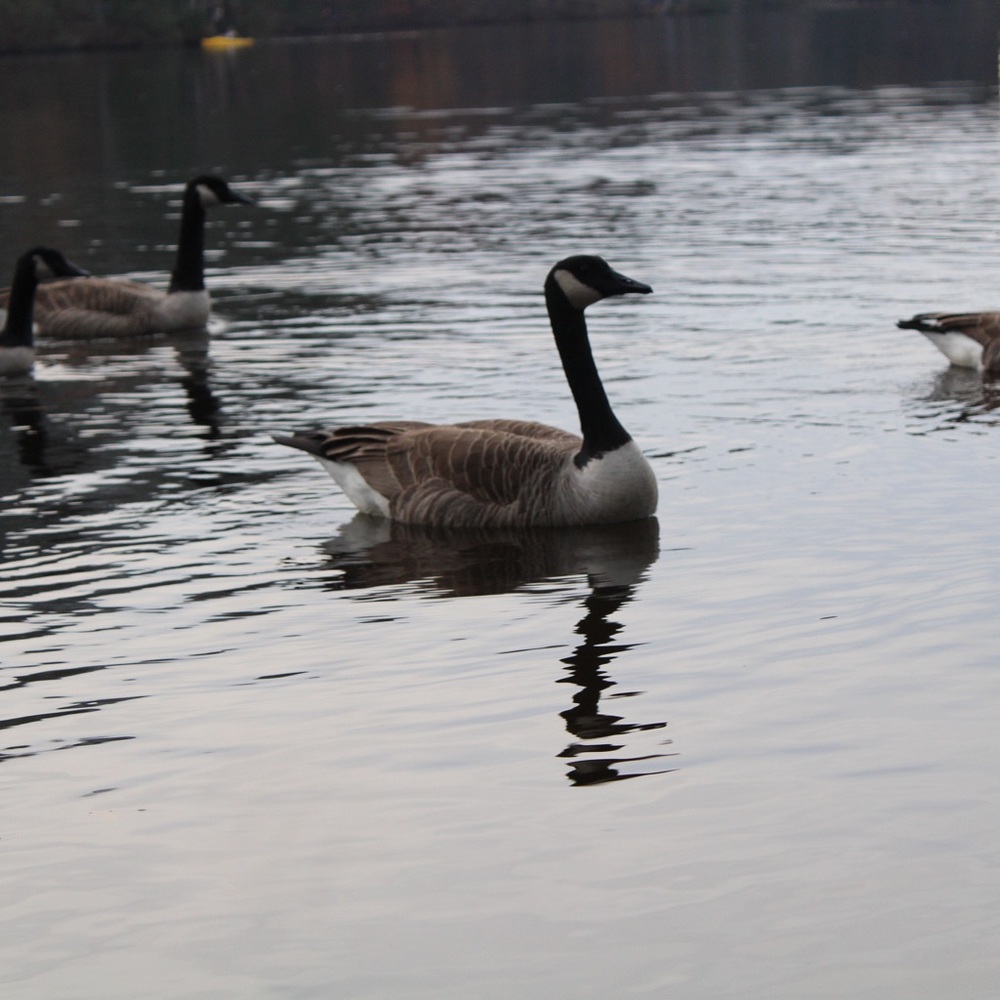 Meet your Posher, Rafael